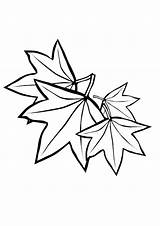 Maple Leaf Coloring sketch template
