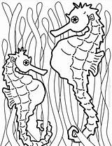 Colorat Desene Ippocampo Planse Seahorses Stampare Pesti Animale Xcolorings Marini Cai 1200px 173k 914px Mancare Trafic Vitalcom Fondali sketch template