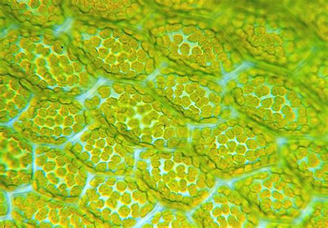 chloroplast  plant cells scienceimages