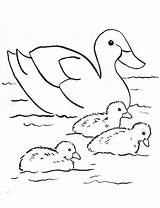 Duck Coloring Pages Family Animal Bird Drawing Printable Baby Print Draw Pond Visit Animals Fresh sketch template