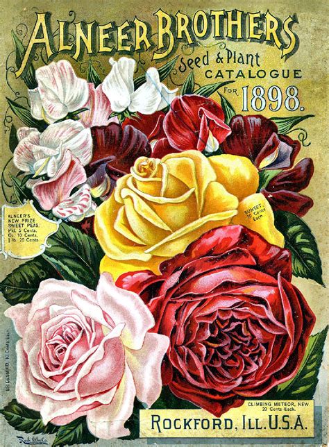vintage seed catalogue cover  plant  seed guide print  rustic