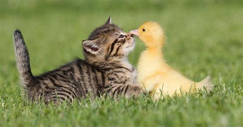 Cat And Chicken Become Fast Friends Hiding From California Carr Fire