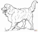 Coloring Dog Bernese Mountain Collie Border Pages Australian Shepherd Printable Dogs Adults Realistic Drawing Supercoloring Kids Irish Setter Print Animal sketch template
