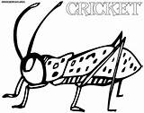 Cricket Coloring Pages Print sketch template