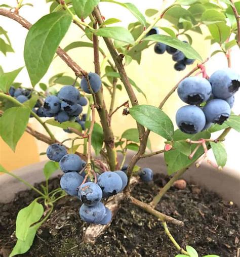 grow blueberries  pots blueberry plant growing blueberries