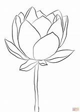 Coloring Lotus Flower Pages Printable Drawing Skip Main sketch template
