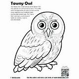 Coloring Pages Owl Woods Bird Realistic Getcolorings Wood Birds Barn sketch template