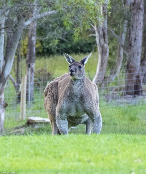 massive kangaroo photographed in denmark western australia daily mail online