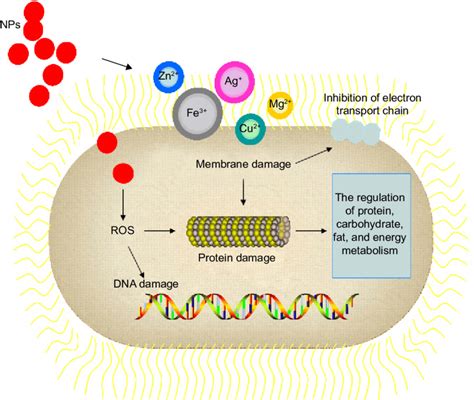 mechanisms  np action  bacteria cells notes nps  attack  scientific diagram