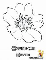 Flower Hawthorn Coloring State Drawing May Getdrawings Pages Birth Missouri Flag Maine Flowers Montana Tattoo Clipart Draw Hawthorne Maryland Printables sketch template