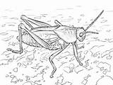 Coloring Grasshopper Pages Lubber Eastern Ant Drawing Grasshoppers Print Categories Learn Search Library Clipart Books Printable Popular sketch template