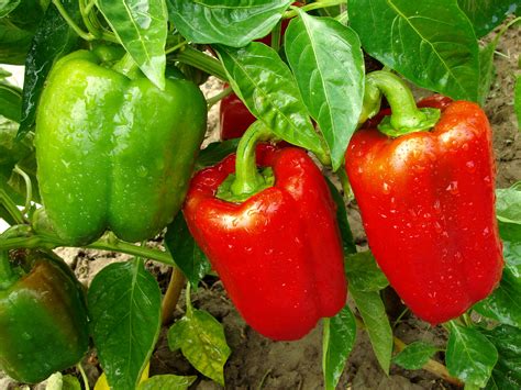 red  green peppers    plant agdaily