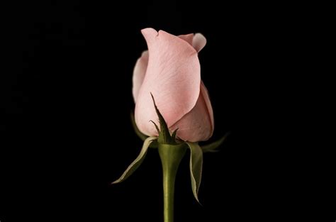 free photo pink rose isolated on black background
