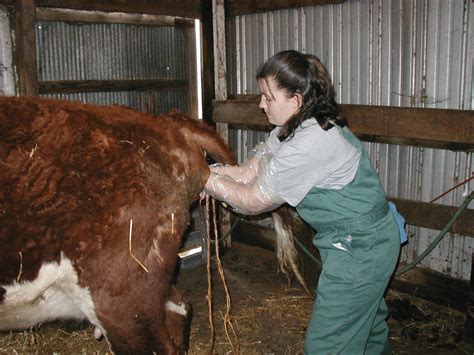 tips on when and how to check a cow when calving grainews