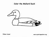 Mallard Coloring Duck Exploringnature sketch template