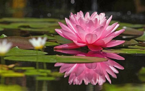 pink lotus   water water flower wallpaper