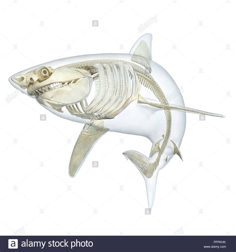 great white shark cut  stock images pictures alamy