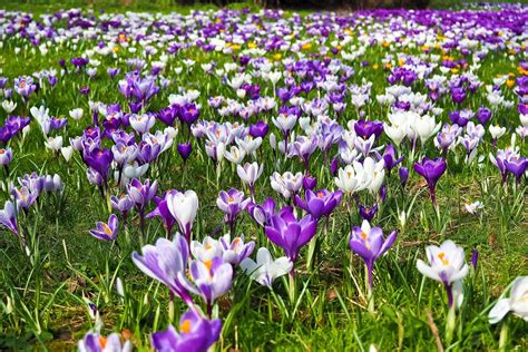 krokus ratgeber gaertner poetschke