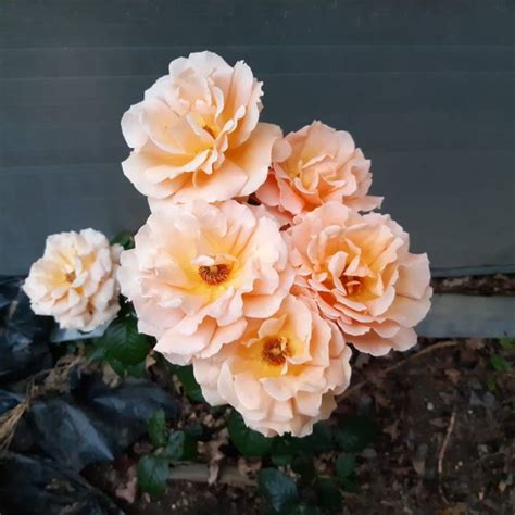 Rosa Indian Summer Rose Indian Summer Uploaded By Trees P