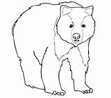 Bear Grizzly Coloring Polar Pages Young Face Bears Drawing Color Getdrawings Supercoloring sketch template