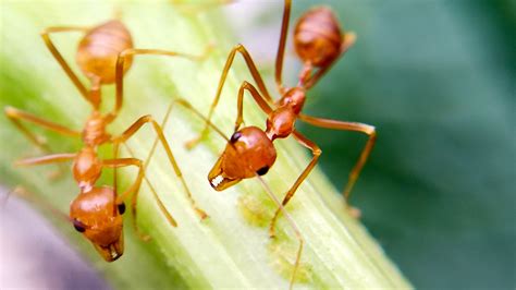 the secret to ant efficiency is idleness the new york times