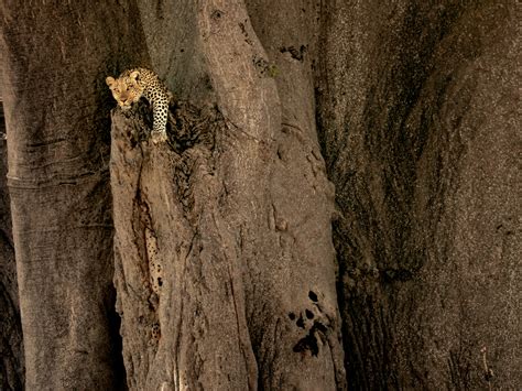 Leopard Picture Botswana Photo National Geographic