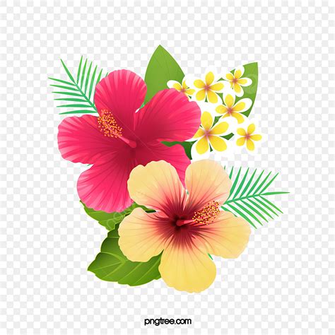 hibiscus png picture fresh hibiscus flowers creative cartoon png