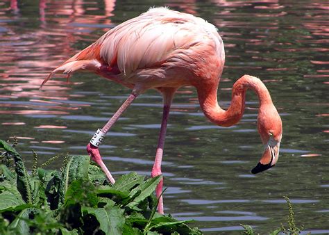 filecaribbean flamingojpg wikipedia