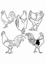 Rooster Kids Chinese Coloring Year Pages Crafts Activities Choose Board Typical Tips Craft sketch template