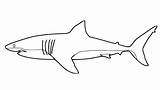 Shark Coloring Great Pages Tattoo Small Drawing Printable Color Sharks Kids Lucy Colorings Tattoos Book Dot Board Choose sketch template