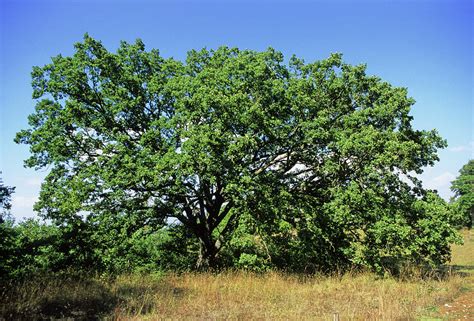 downy oak tree quercus pubescens photograph  bruno petriglia