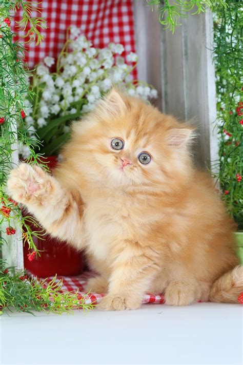 download red tabby persian cute siberian kittens