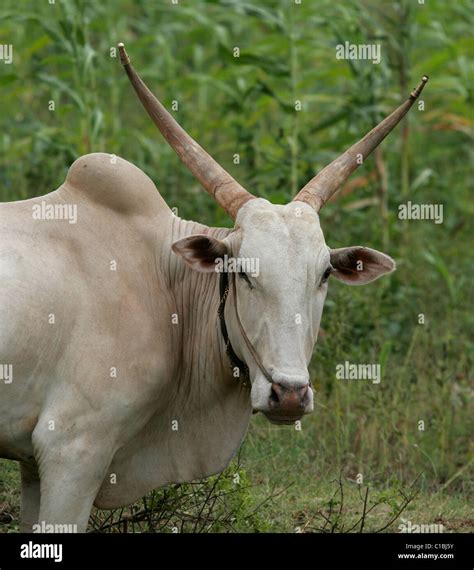 ox oxen india plow animal horns brass tipped horns stock photo alamy