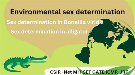 environmental sex determination l sex determination in bonellia viridis
