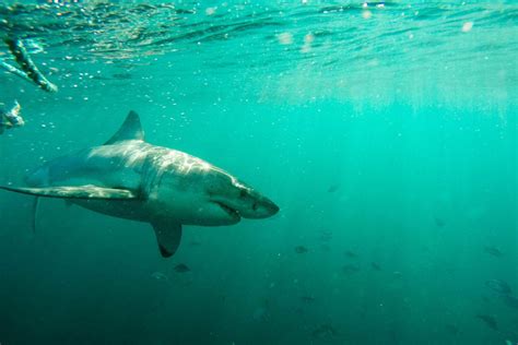 shark mystery where have south africa s great whites gone yale e360