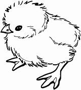 Chick Coloring Baby Pages Printable Chicks Chicken Clipart Categories sketch template