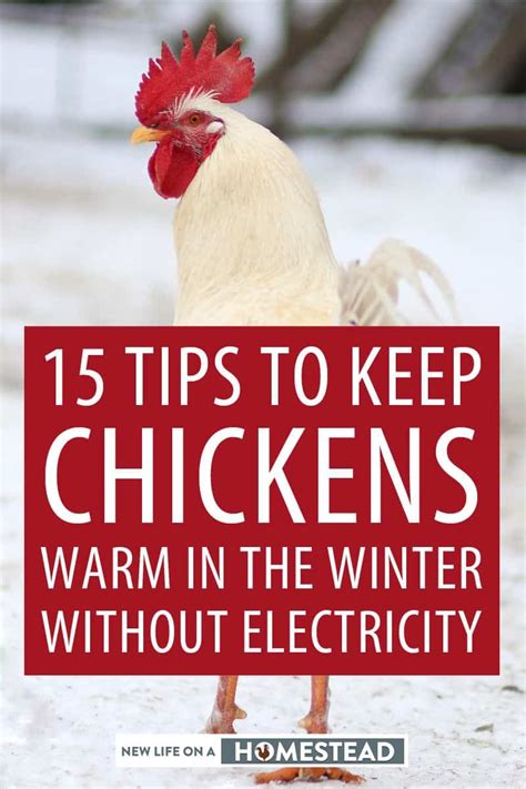 15 tips to keep chickens warm in the winter without
