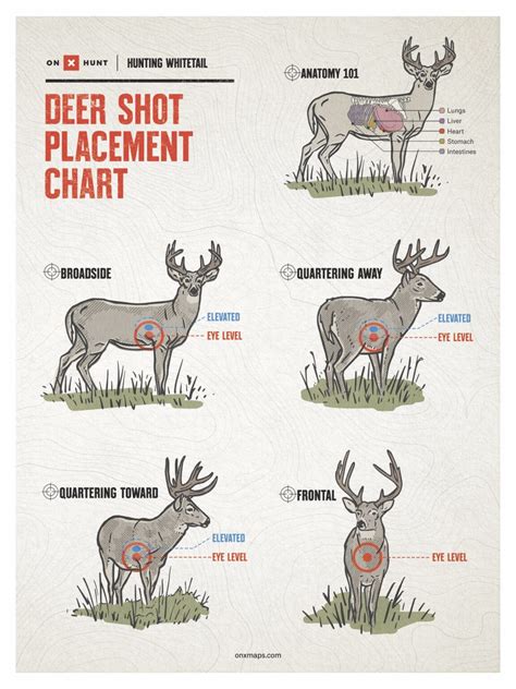 shoot  deer  deer shot placement chart onx hunt