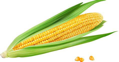 monsantos gmo sweet corn      plate
