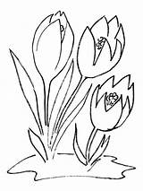 Crocus Coloring Pages Flower Ausmalen Ausmalbilder Flowers Blumen Print Supercoloring Color Kinder Recommended sketch template