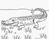 Alligator Cool2bkids Malvorlagen Alligators Crocodiles sketch template