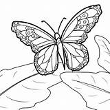 Cycle Drawing Getdrawings Monarch Caterpillar Coloring Life sketch template
