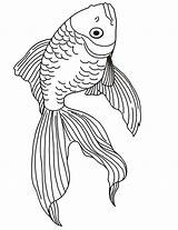 Coloring Fish Goldfish Pages Drawing Realistic Kids Do Parrot Clipart Animal Drawings Line Printactivities Beta Tropical Print Coloringhome Adult Appear sketch template