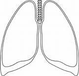 Lung Lungs Clipart Outline Clip Clear Cliparts Clker Human Template Kidney Small Drawing Transparent Coloring Vector Body Ultrasound Library Respiratory sketch template