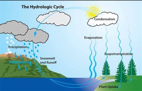 water cycle process   diagram  class  brainlyin