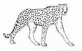 Cheetah Coloring Pages Printable Big Cat Drawing Outline Face Color Coloriage Animals Sheet Animal King Getdrawings Colouring Guepard Imprimer Anakin sketch template