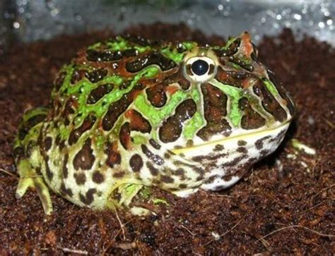 pet frogs  beginners pethelpful