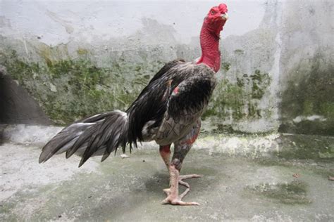 Cock Fighting The Traditional Game In Vietnamese Culture