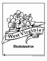 Virginia Coloring Flower West State Pages Rhododendron Drawing Indiana Drawings Jr Kids Template Printable Getdrawings Designlooter Classroomjr sketch template