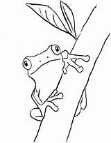 Frog Coloring Tree Frogs Pages Drawing Printable Green Kids Sheet Printables Color Line Print Outline Drawings Samanthasbell Sheets Rainforest Template sketch template